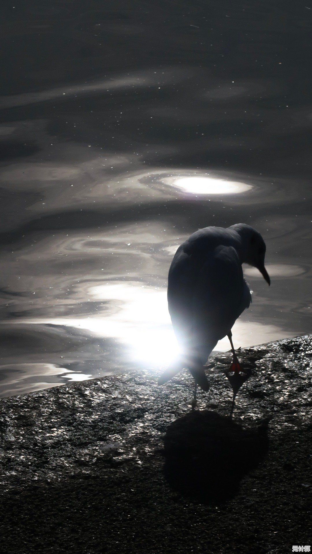 孤独的鸟儿"渴望治愈的你,怎能错过这段暖心邂逅? 孤独的鸟儿"渴望治愈的你,怎能错过这段暖心邂逅?