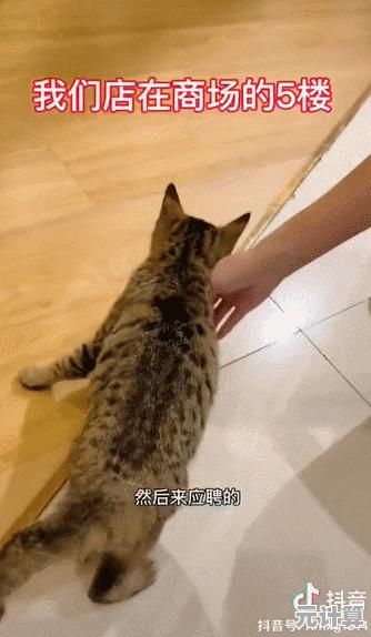 想成为最受欢迎的猫咖店长吗？萌宠养成系》让你体验超治愈的宠物经营乐趣！