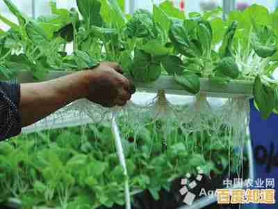 【qq农场论坛】分享高效种植技巧,探讨农业科技应用与创新 【qq农场论坛】分享高效种植技巧,探讨农业科技应用与创新