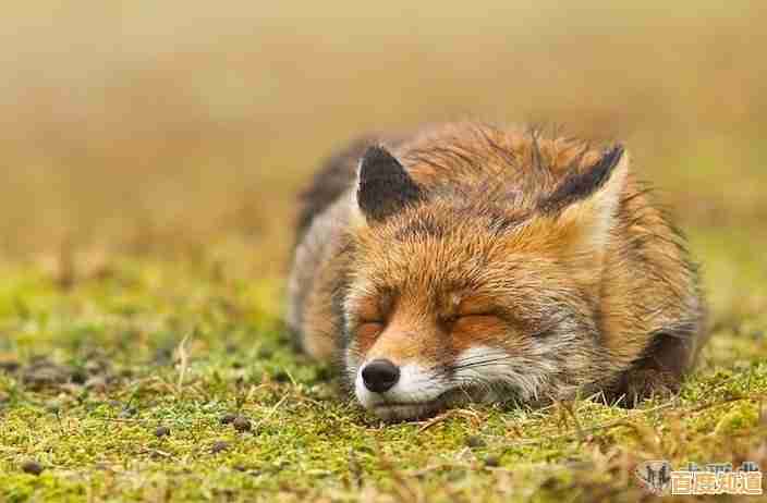 想体验画家与小狐狸的温馨故事?狐姬零》移动端优化让你随时随地沉浸其中! 想体验画家与小狐狸的温馨故事?狐姬零》移动端优化让你随时随地沉浸其中!