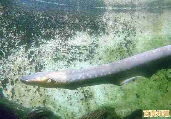 双电源自动切换开关：智能保障电力持续稳定供应